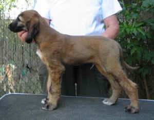 SaroughR2.JPG (39044 Byte)