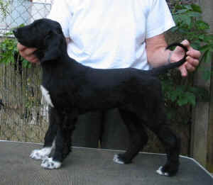 Shivana4.JPG (39571 Byte)