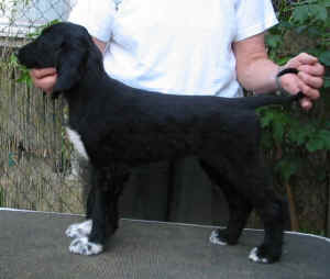 Shivana5.JPG (35575 Byte)