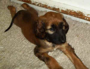 SorayaBauchlage.JPG (25652 Byte)