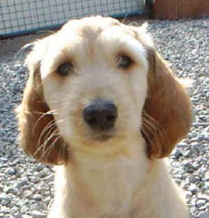 SunriseKopf2.JPG (24593 Byte)