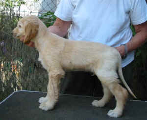 SahibR2.JPG (36422 Byte)