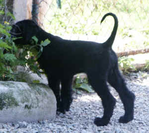 SandokhanBusch-1-.JPG (76744 Byte)