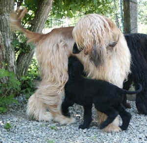 SandokhanmitMama.JPG (96782 Byte)