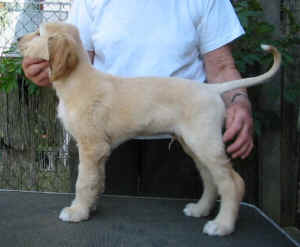 ShirasKhanR2.JPG (39880 Byte)