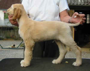 ShirasKhanR4.JPG (32504 Byte)