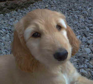 ShirinKopf.JPG (39691 Byte)