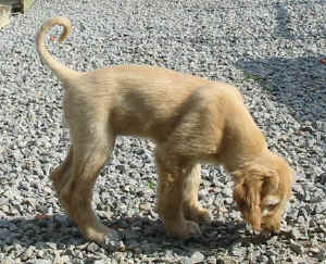 Shirin.JPG (55938 Byte)