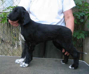 Shivana3.JPG (38477 Byte)