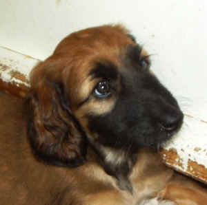 SorayaKopf2.JPG (34910 Byte)