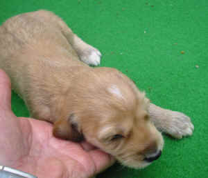 Hcreme-grau14T2.JPG (72209 Byte)