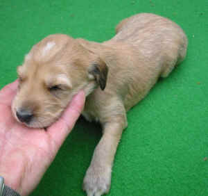 Hcreme-grau14T3.JPG (63944 Byte)