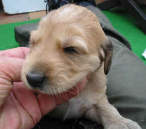 Hcreme-grau14T4.JPG (65101 Byte)