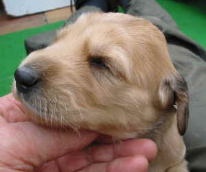 Hcreme-grau14T5.JPG (55241 Byte)