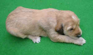 Hcreme-grau14T.JPG (53884 Byte)