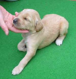 Hcreme14T2.JPG (35261 Byte)