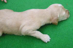 Hcreme14T3.JPG (44098 Byte)