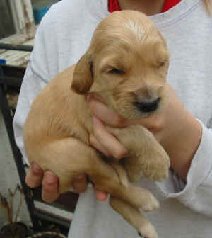 Hcreme14T.JPG (46761 Byte)