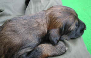 Hgold14T2.JPG (111293 Byte)