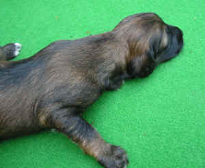 Hgold14T.JPG (85718 Byte)