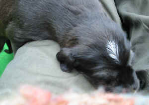 Hgrau14T2.JPG (61304 Byte)