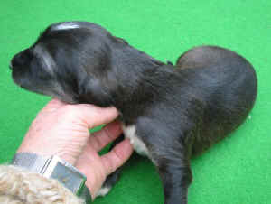 Hgrau14T.JPG (72762 Byte)