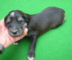 Hgrau 14T 3.JPG (76150 Byte)