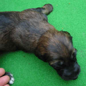 Huegold14T2.JPG (73250 Byte)