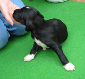 Shivana14T2.JPG (32708 Byte)