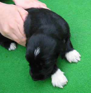 Shivana14T3.JPG (41277 Byte)