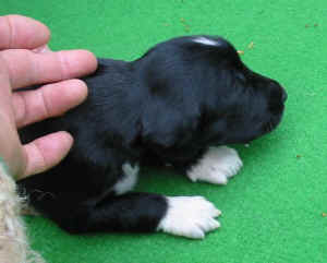 Shivana14T4.JPG (35819 Byte)