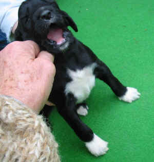 Shivana14T5.JPG (64283 Byte)