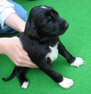 Shivana14T6.JPG (57141 Byte)