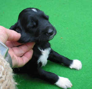 Shivana14T.JPG (46973 Byte)