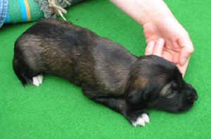 Rhell14T.JPG (45225 Byte)