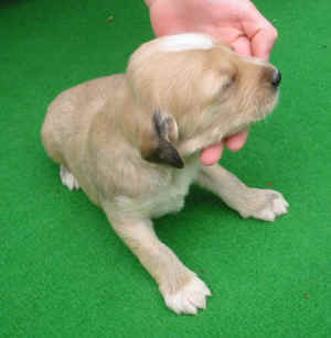 Ruedcreme-grau14T2.JPG (51652 Byte)