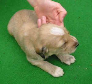 Ruedcreme-grau14T3.JPG (46536 Byte)