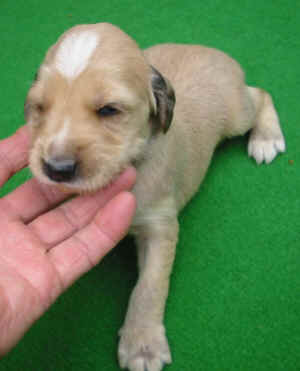 Ruedcreme-grau14T.JPG (43248 Byte)