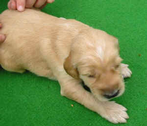 Ruedcreme14T2.JPG (39246 Byte)