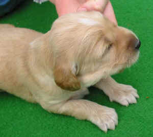 Ruedcreme14T3.JPG (41823 Byte)