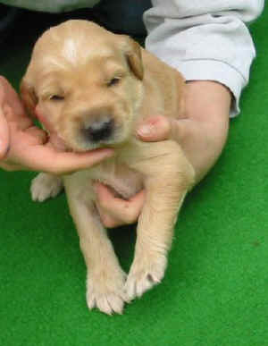 Ruedcreme14T.JPG (23184 Byte)