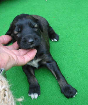 Rueddehell14T2.JPG (59024 Byte)