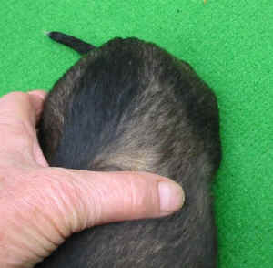 Rueddehell14TFarbe.JPG (42246 Byte)