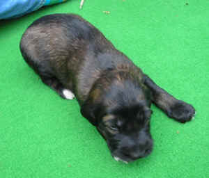 Ruedehell14T3.JPG (65181 Byte)