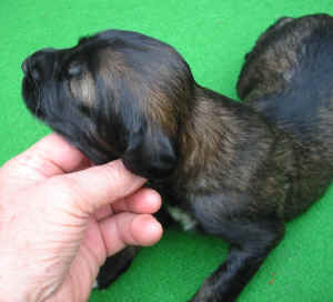 Ruedehell14T4.JPG (77606 Byte)