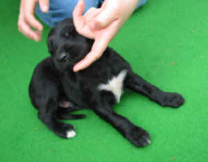 Sandokhan14T3.JPG (38219 Byte)