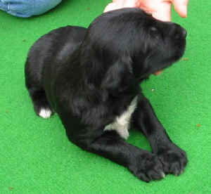 Sandokhan14T4.JPG (36820 Byte)