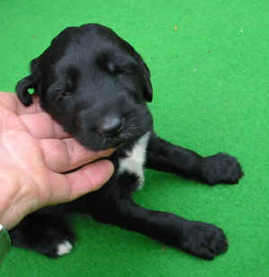 Sandokhan14T.JPG (42798 Byte)