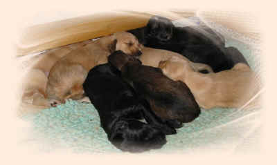 alle14T2.JPG (126090 Byte)