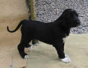 1FreigangShivana2.JPG (16977 Byte)